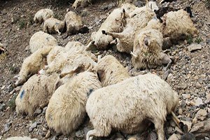 Konya da kurtlar 25 koyunu telef etti