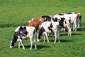 Samsun da Hayvancılığa 7 9 Milyon Liralık Büyük Destek