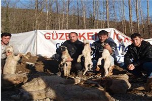 Sinop ta Koyunları Telef Olan Üreticiler Yardım Bekliyor