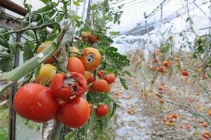 Bugüne kadarki en yüksek zarar ödemesi
