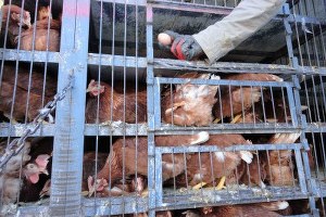 Büyükşehir Belediyesi Köylüyü Yumurta ile Kalkındıracak