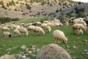 Küçükbaş Hayvanlarda Mavi Dil Hastalığı İçin Aşı Çağrısı