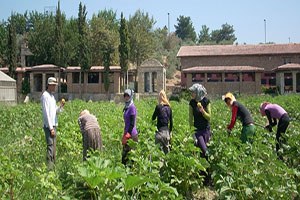 Aile çiftçiliği küresel gıda güvenliğinin sigortası