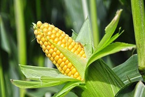 Konya da Ayçiçeği Üreticileri Mısıra Yöneliyor