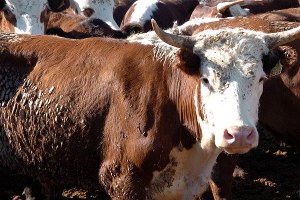 Hayvanların İthalatında Kontrol Belgesi Şartları Tebliği Yenilendi