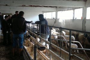 Koyunların Telef Olduğu Köy Karantina Altına Alındı