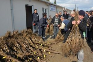 Yuntdağlı Çiftçilere 3 Bin Ceviz Fidanı Dağıtıldı