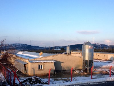 Kırkağaç ta Kar Sebebiyle Yaklaşık 250 Bin Tavuk Telef Oldu