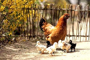 Köy Tavukçuluğu Gelişiyor