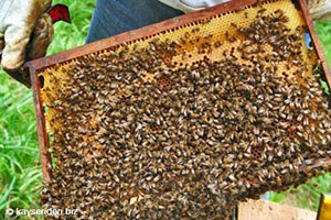 Arıcılara 58 Milyon Liralık Destek Müjdesi