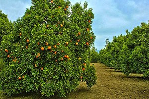 İstanbul da Para Eden Portakal Antalya da Dalında Çürüyor