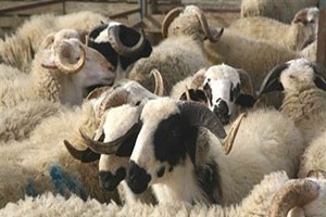 Kilis te hayvan kaçakçılığı