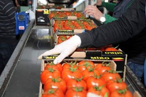 Antalya Hali nde Kış Mesaisi