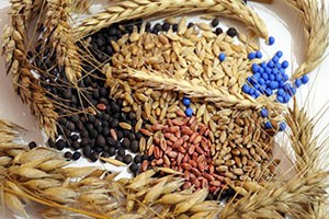 Tohumculuk Sektörü İstanbul da 3 Ayrı Etkinlik Düzenleyecek