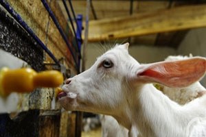 Koyun Keçi Sütünde Rekor Fiyat