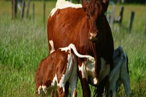 Manavgat ta 607 Üretici Destekleme Başvurusu Yaptı