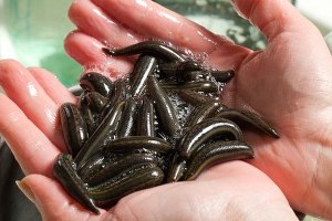 Tıbbi Sülük İhraç Kotası Belirlendi