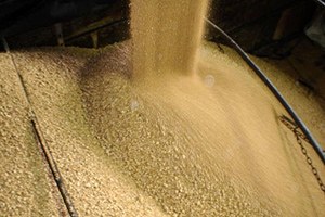 GDO lu Soya Ununu İthal Etme Davası