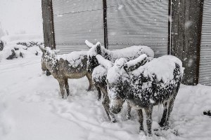 Kırsala Terk Edilen Eşekler Buz Tuttu