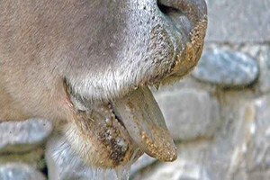 Güney Kore deki Şap Hastalığı Ülkenin İkinci Başkentine Sıçradı