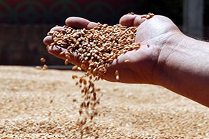 III Uluslararası Tohumculuk Çalıştayı