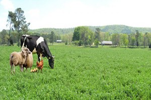 Trakya nın Tarım ve Hayvancılık Sektörüne Katkısı