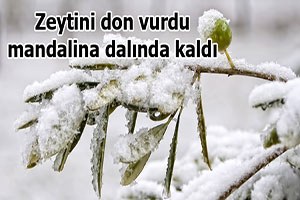 Ege de mandalina ve zeytin dona kaldı