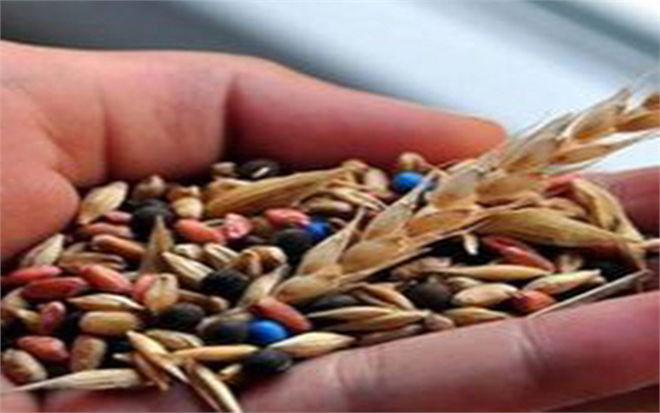 Gıda güvenliğinin teminatı tohumlara bağlı