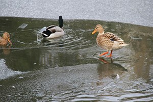Denizli de Soğuk Dondurdu Göletler Dondu