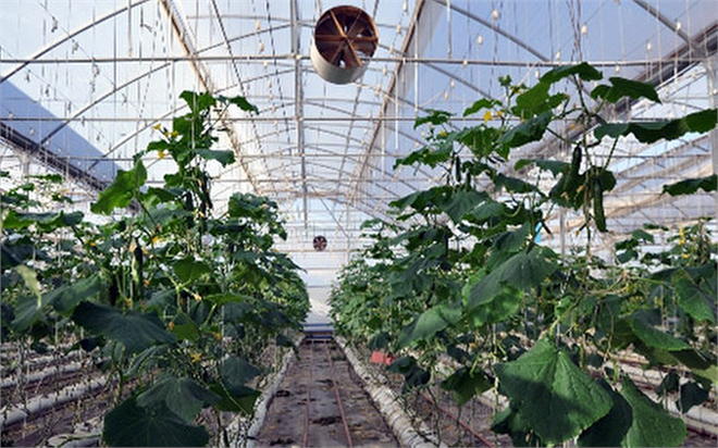 Bozyazı da Meyve ve Sebze Seralarını Don Vurdu