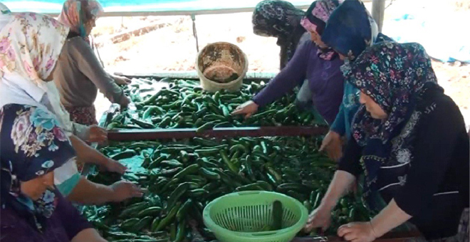 Salatalık Çiftçiyi Memnun Etti