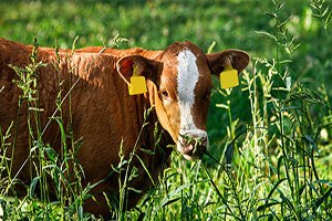 Deli Dana hastalığı Büyük Britanya da ortaya çıktı