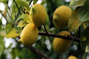 Ege Bölgesi nde Narenciye Üretiminde Yüzde 23 Azalma