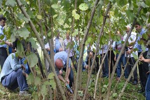 Fındıkta Bilimsel Budama