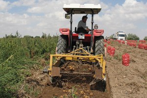 Nevşehir de Yıllık 250 Bin Ton Patates Üretimi Gerçekleşiyor