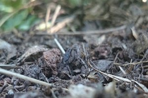 Kocaeli de 62 Küçükbaş Hayvan Yanarak Telef Oldu