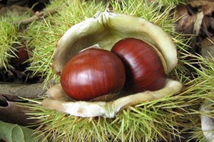 Sinop ta Kestane Hasadı Başladı