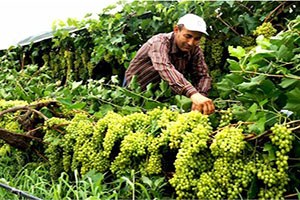 TARSİM den Manisa ya Rekor Ödeme