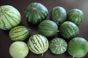Yerel Karpuz Ulusal Tohum Gen Merkezinde