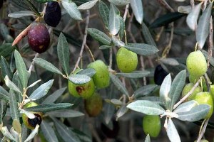 Zeytin Üreticisine Halkalı Leke Uyarısı