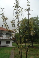 Strese Giren Elma Ağacı Çiçek Açtı