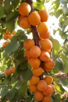 Bakanlık Kayısıya Desteği Düşünmüyor