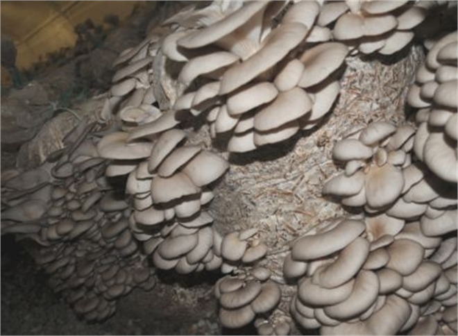 Evinin Bodrumunda Mantar Üretiyor