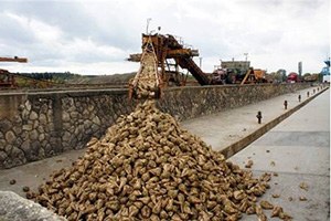 Kastamonu da Pancar Alım Kampanyası Başladı