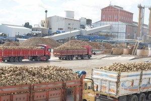 Kayseri Şeker den Pancar Çiftçisine 55 Milyon Söküm Avansı