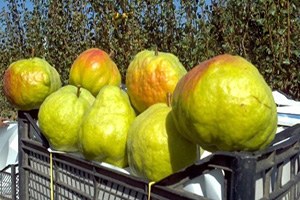 Lapseki de Deveci Armut Yetiştiriciliği