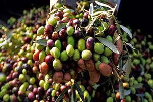 Marmarabirlik ten Yağlık Zeytine Esnek Fiyat