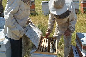 Pervari Balının Kalitesi Artacak