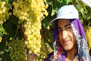 Sultaniye Üzümlerinin Yüzde 65 i İhraç Ediliyor