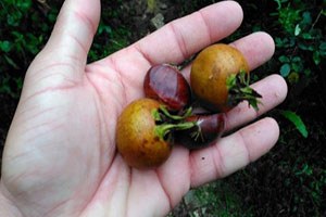 Uludağ da Kestane Bereketi